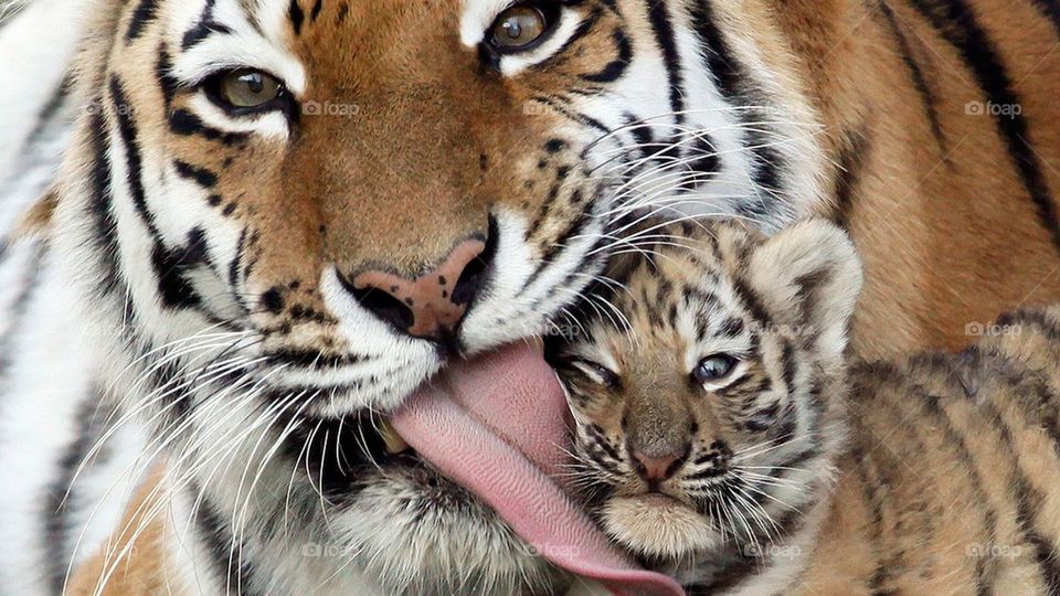 tiger kiss