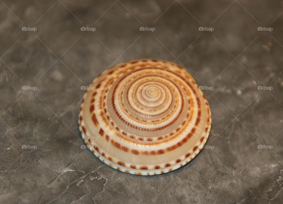 Sundial Seashell from the Beach