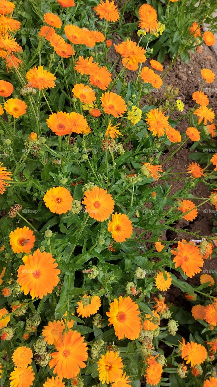 calendula