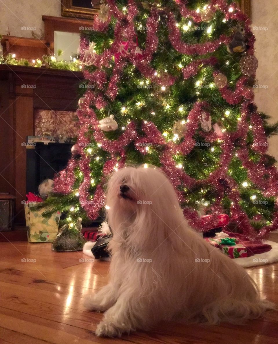 CHRISTMAS Doggie