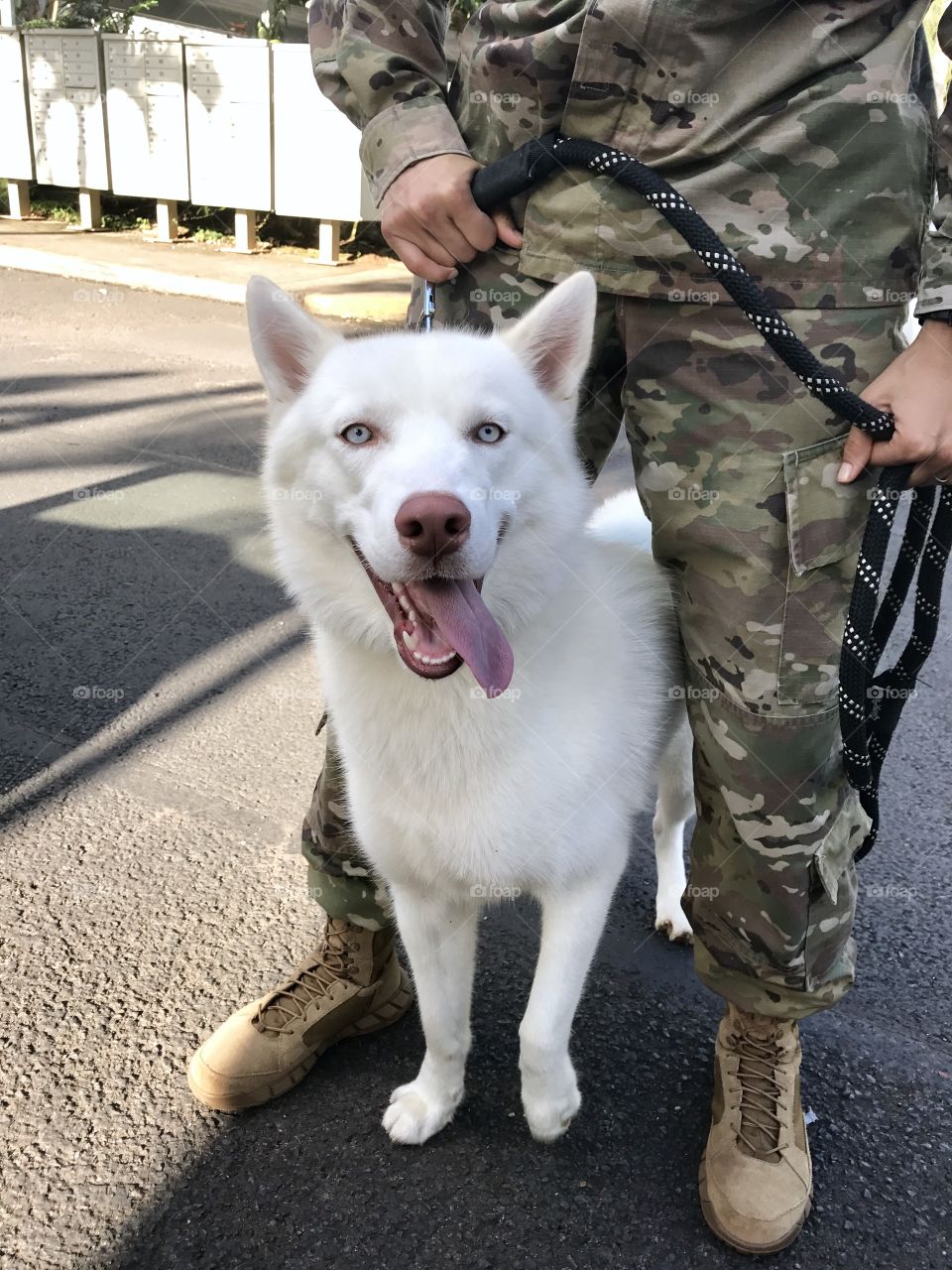 husky dogs 