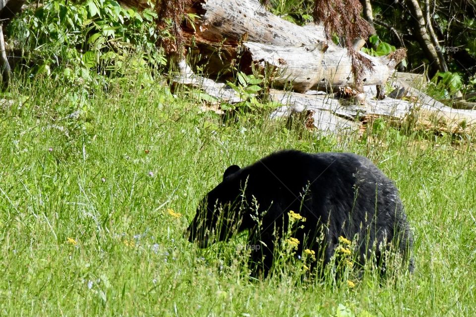 Small black bear grazing in the grass