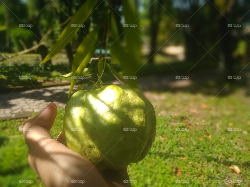 guava#2