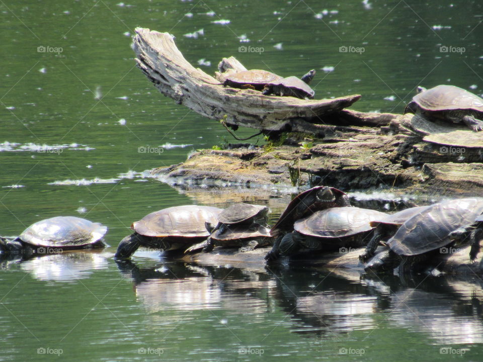 Turtles