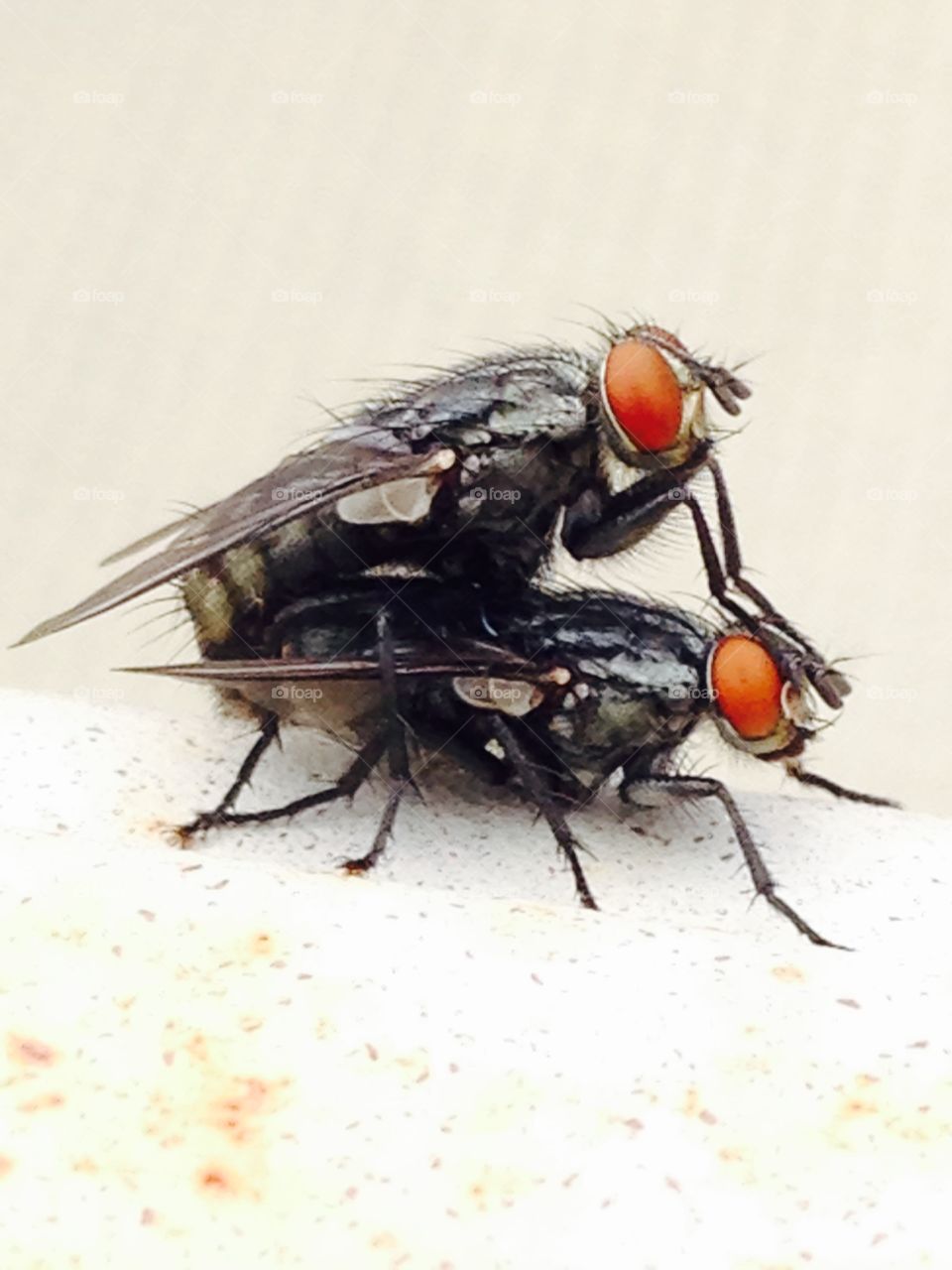Two flys. . Mating flys