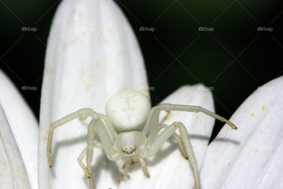 White spider 
