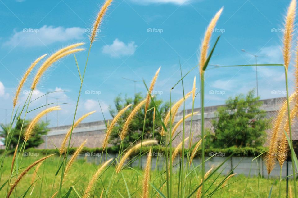 The reed grass with its long green leaves rises, the background is a clear sky during the day.