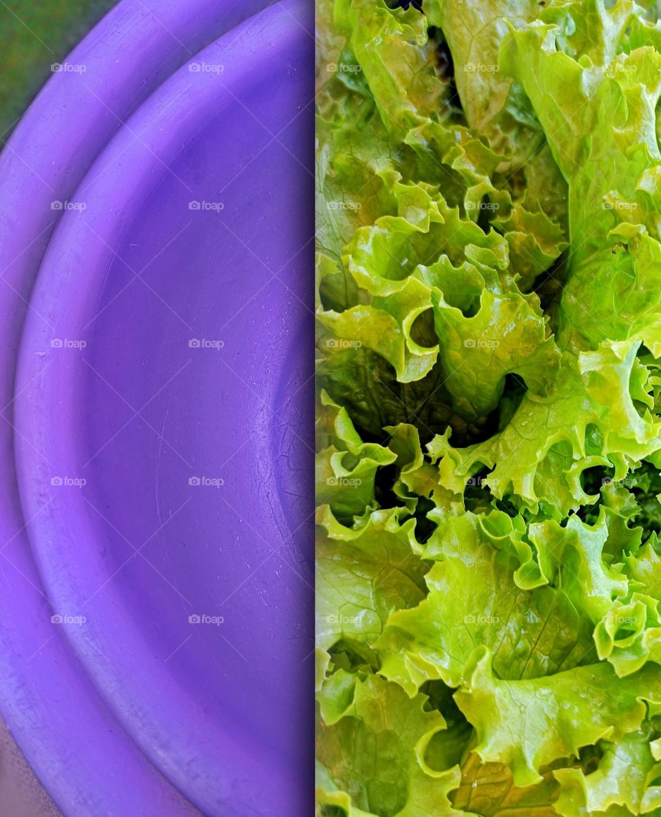 Green lettuce over purple bowl