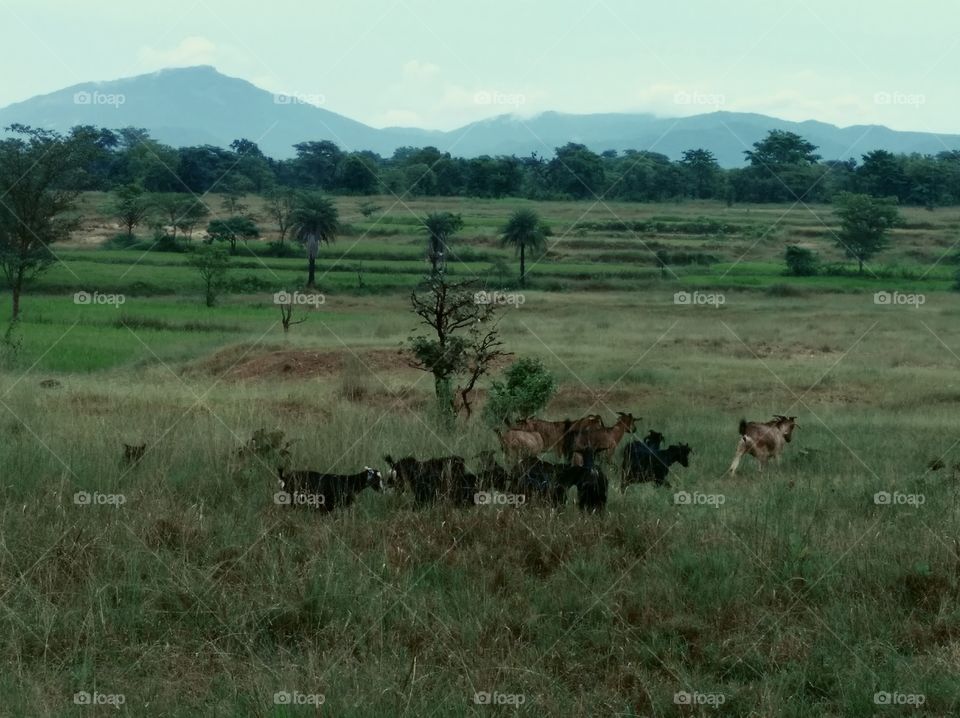 evening moment with my pets