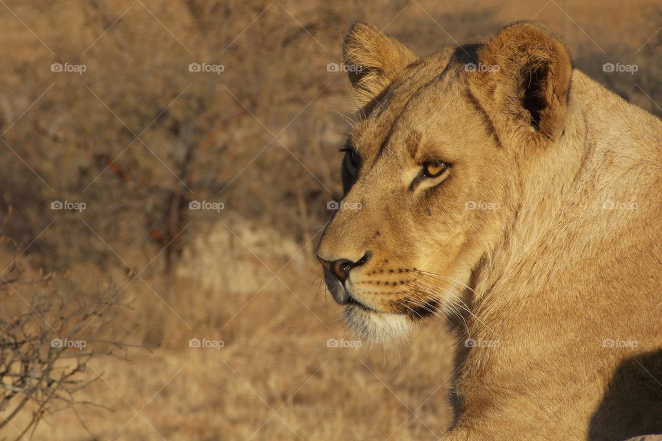 Close-up of lion