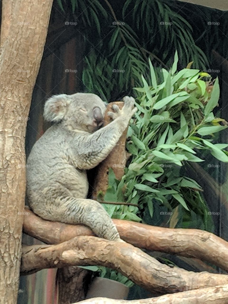 koala sleeping soundly in a tree