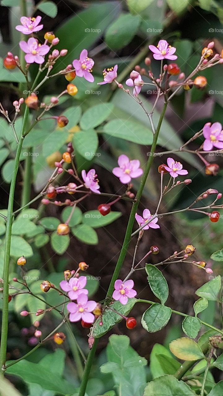 the flowers