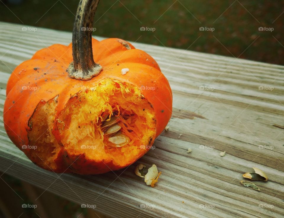 Squirrels are hungry