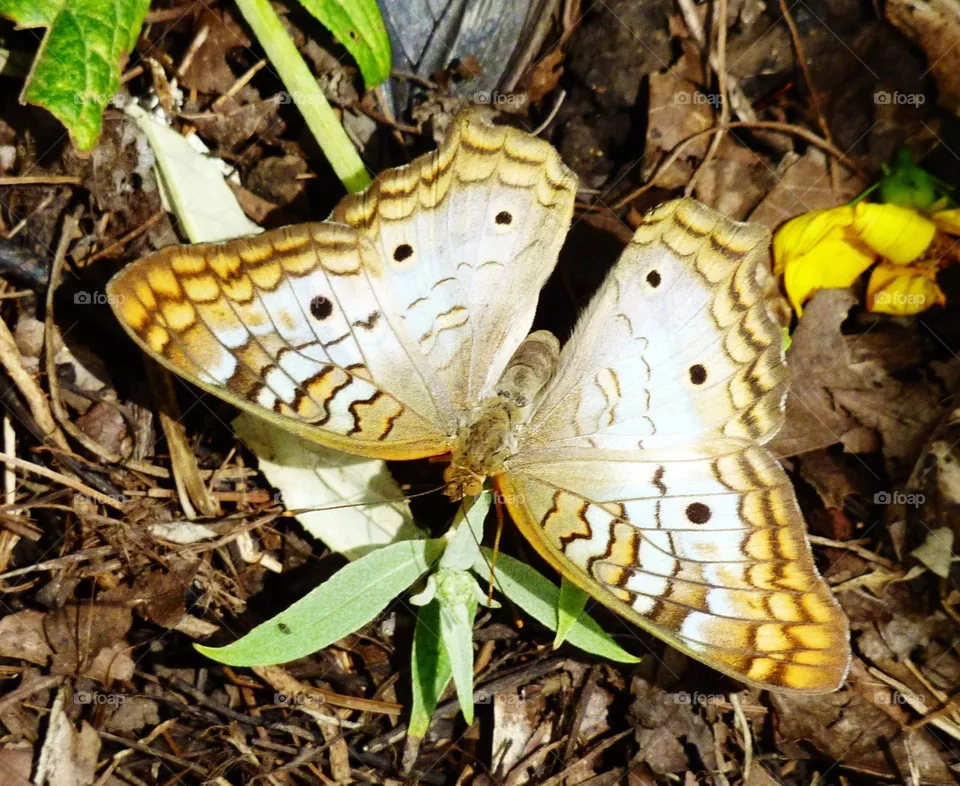 Gorgeous butterfly 