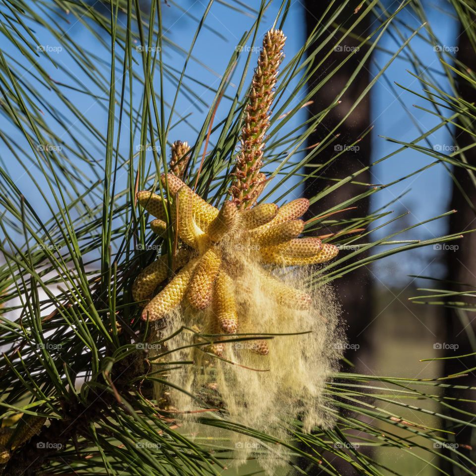 Aaaaachoooo! Swaths of pine pollen disembark from the pollen cones. 