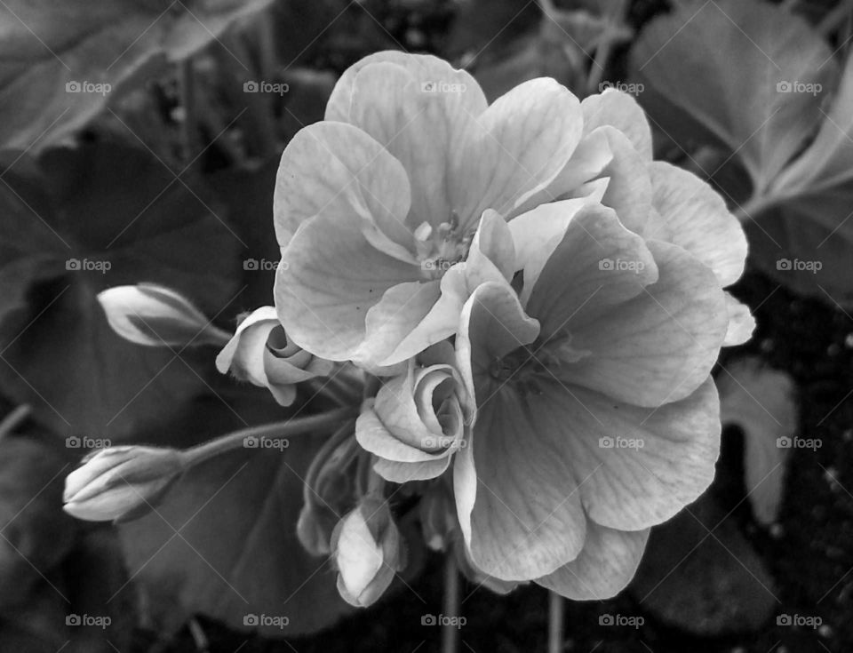 Flower blossom in black-and-white