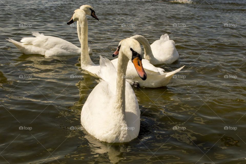 Swans.