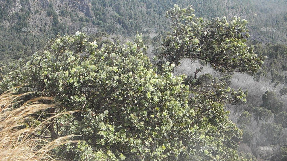 Volcano National Park