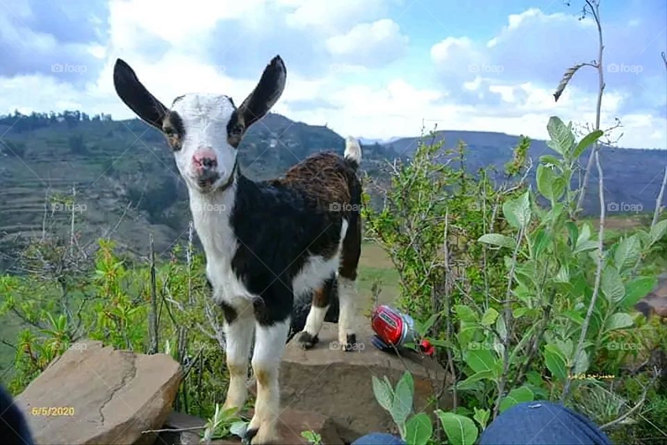 The image embodies a natural natural plate of the mountains of nature, where green agricultural stands are graded on the slopes as if they were lines of a poem, which fog harmoniously wrapped, and clouds hugged them in the mountain knife and the whis