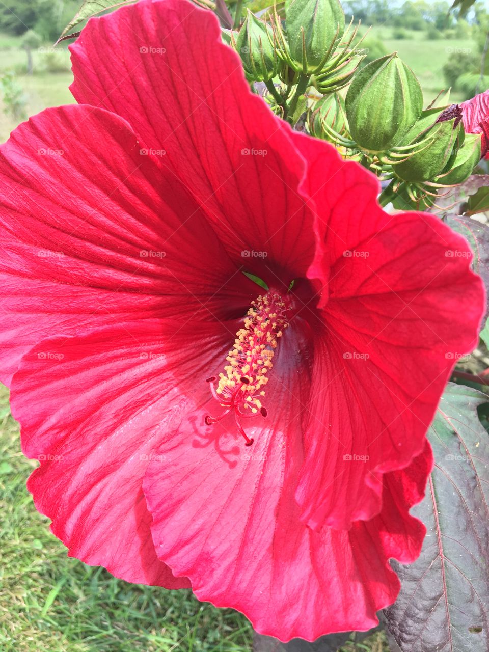 Hibiscus 