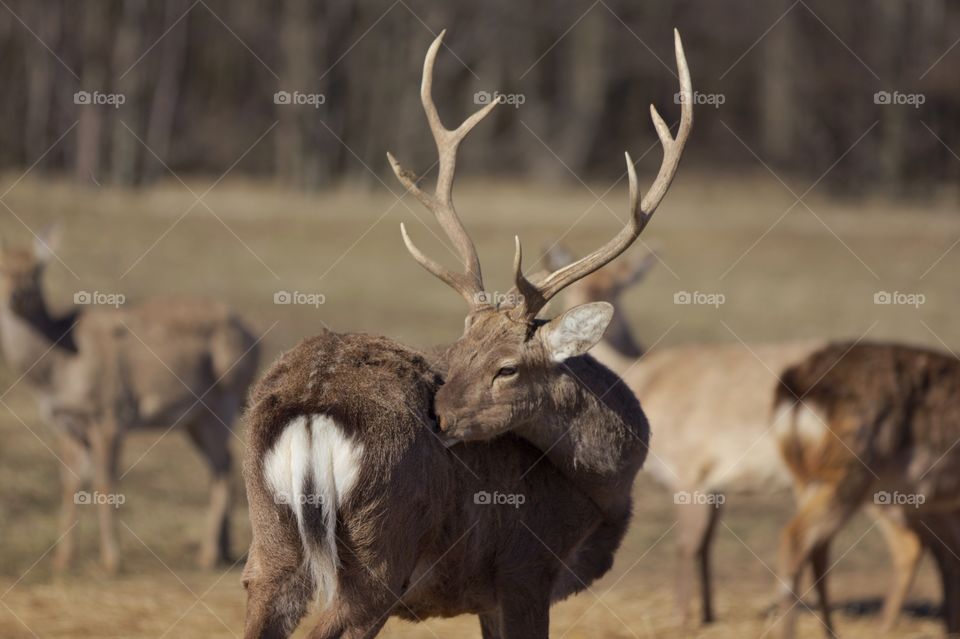 Majestic antlers