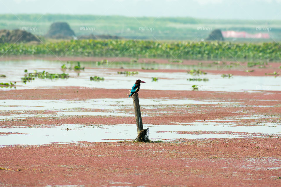 Kingfishers or Alcedinidae bird in Mangalajodi, Odisha, India. It is a bird with small to medium sized, brightly colored, large heads, long, sharp, pointed bills, short legs, and stubby tails.