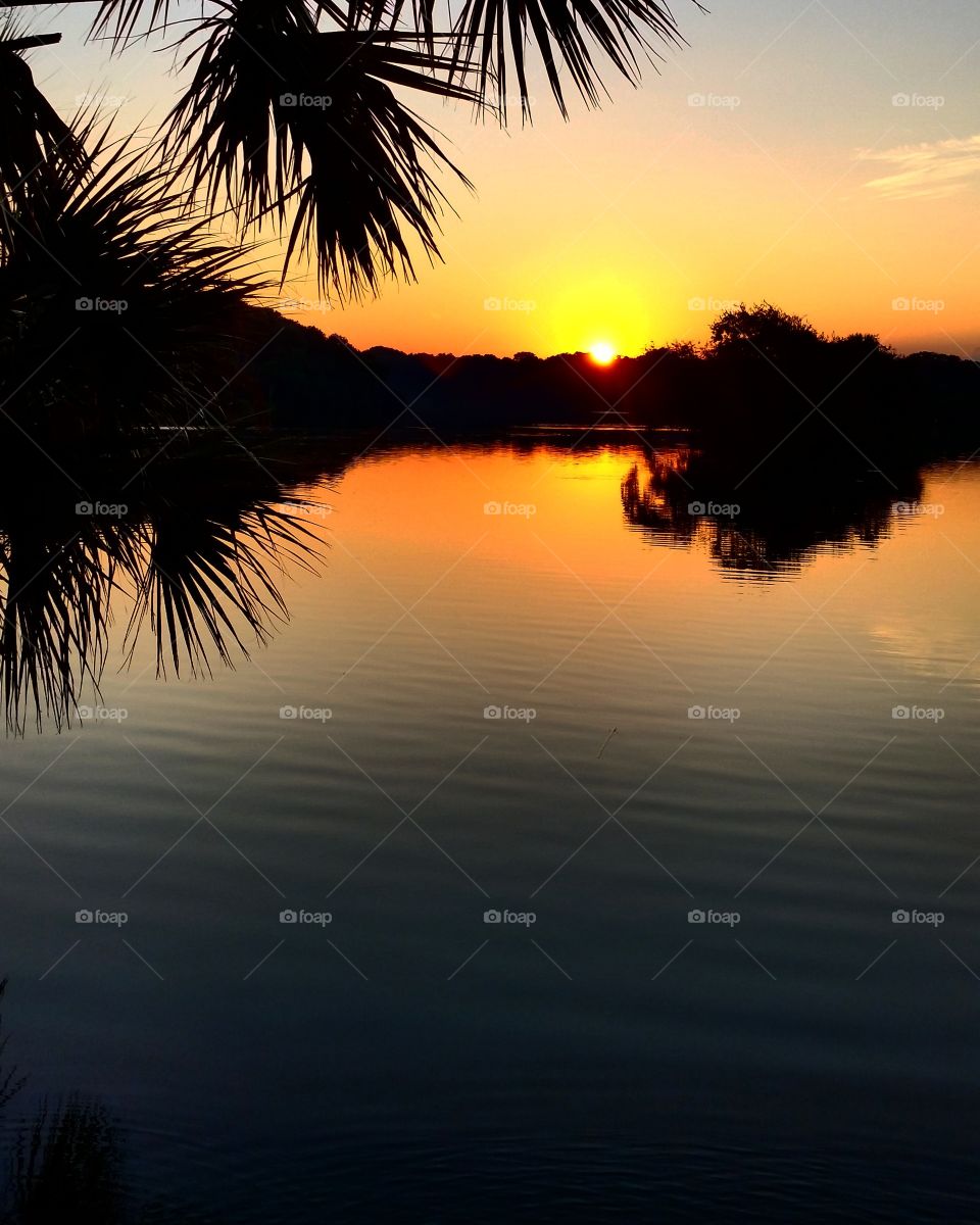 Palm Tree Lake Sunset
