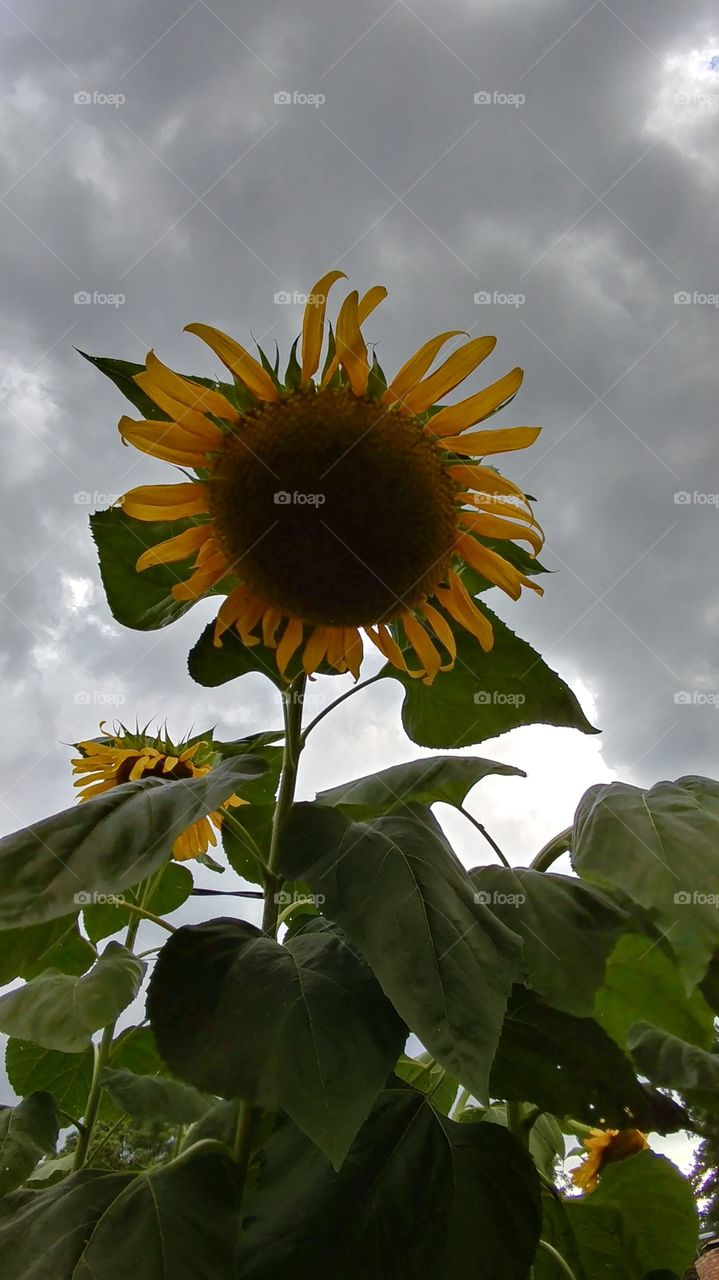 Sunflower and Storm