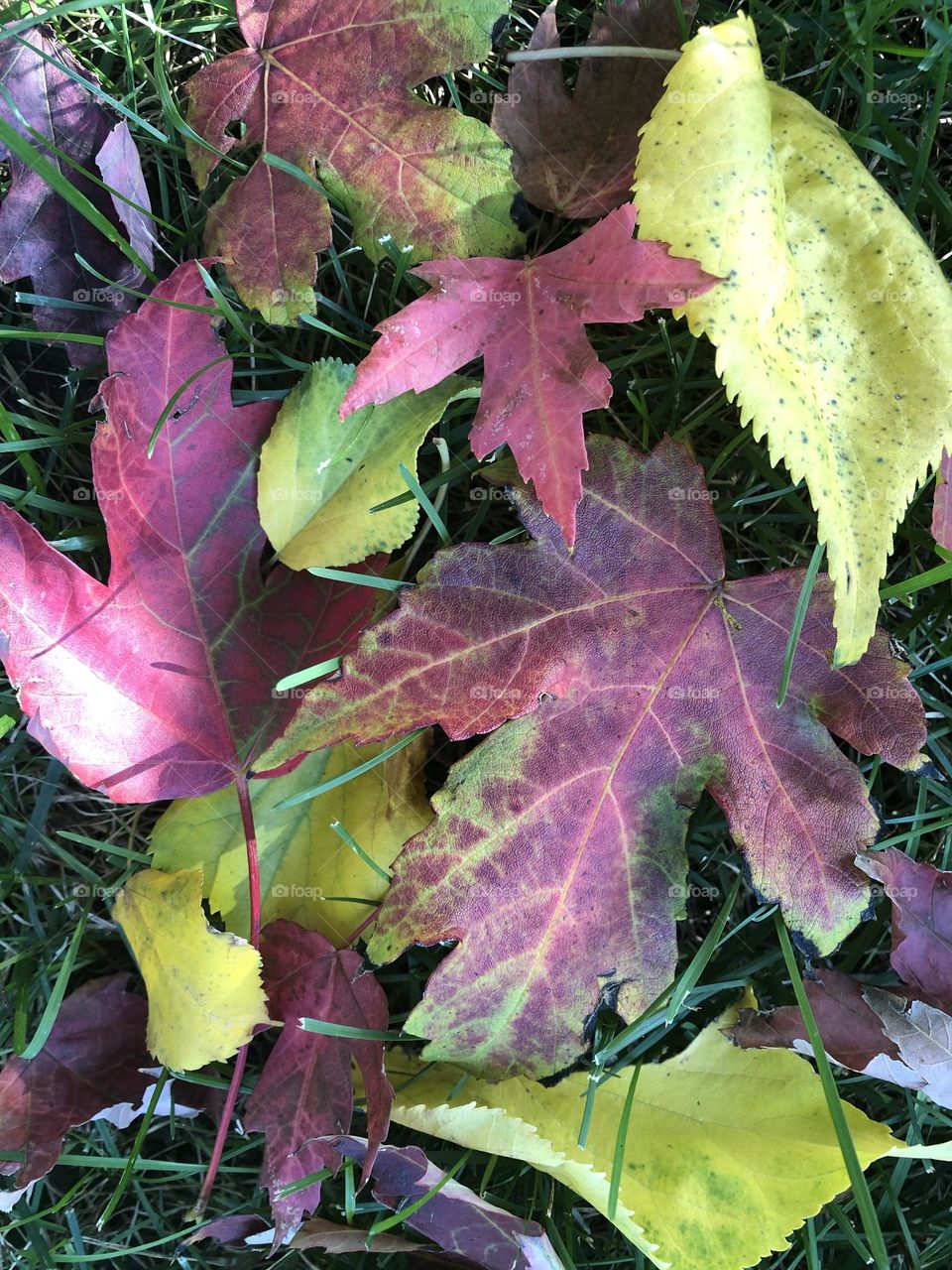 Fall Leaves