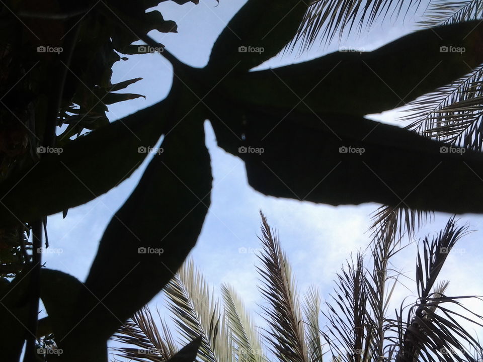 A big leaf and palm trees