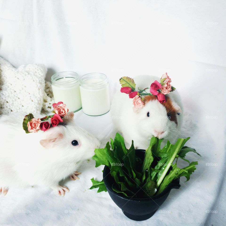 Two Guinea pigs observe Imbolc, the halfway point between winter and spring. 