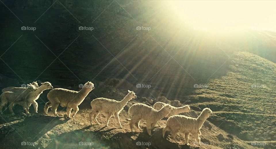 Herd of lamas