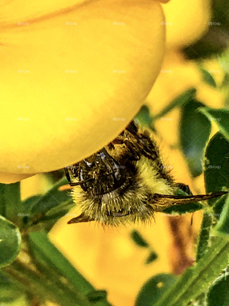 Bumble Bee Camouflage 