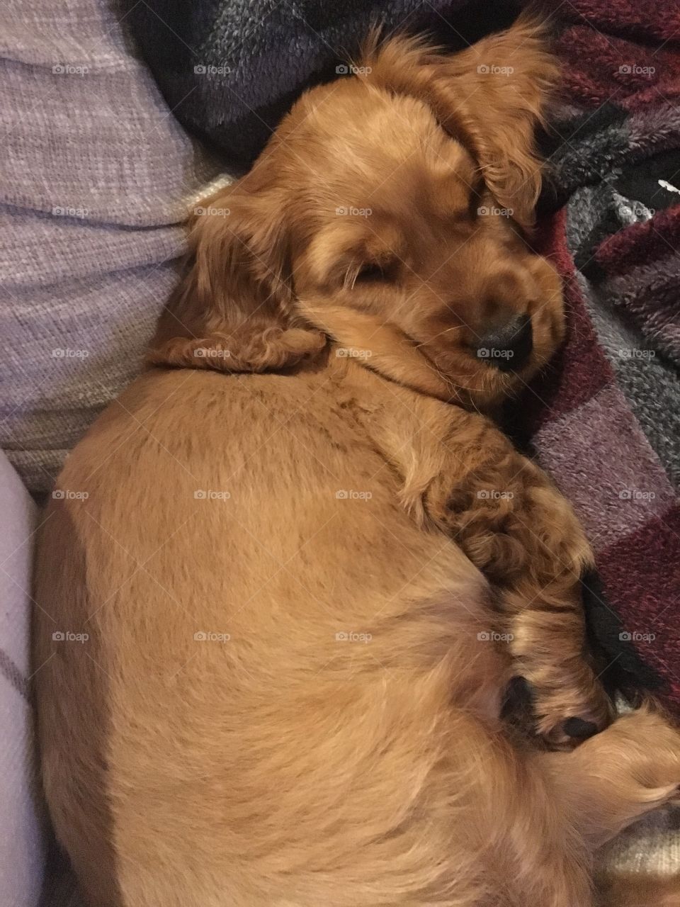 Squishy face! Sleeping cocker spaniel with his human.