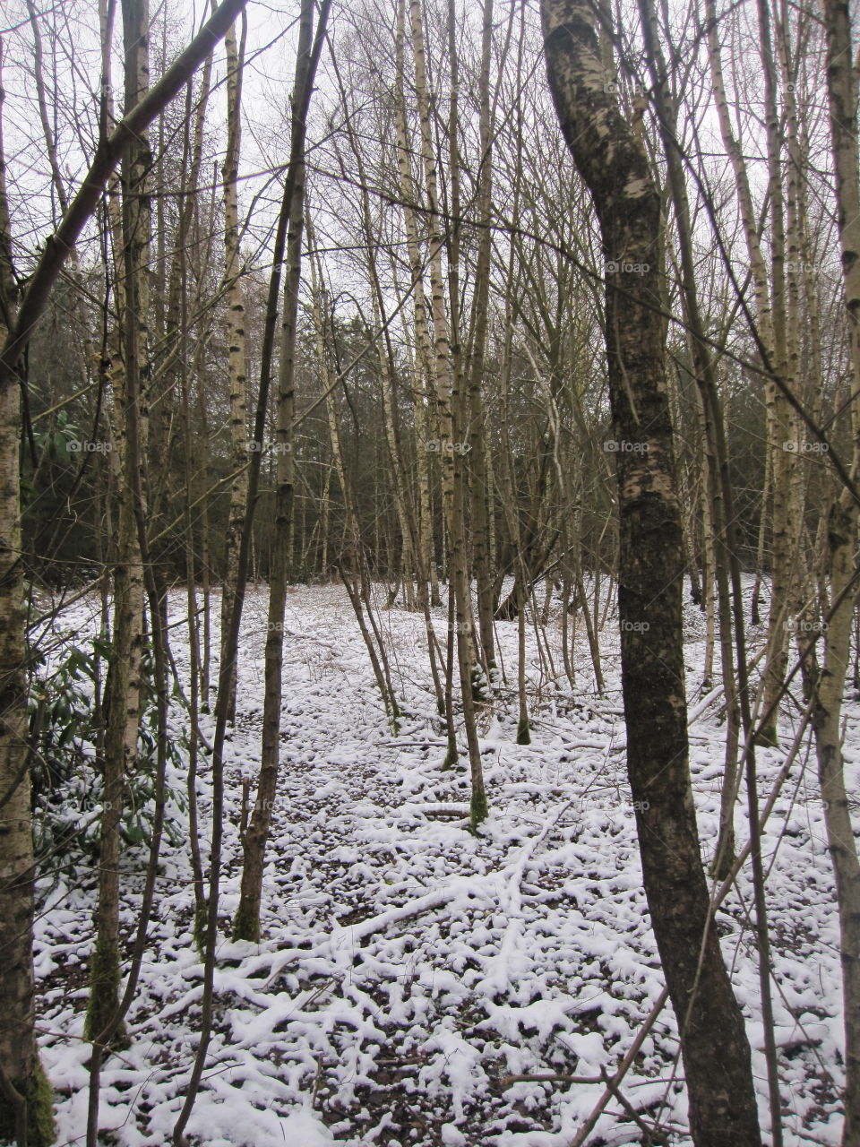 A Dusting Of Snow