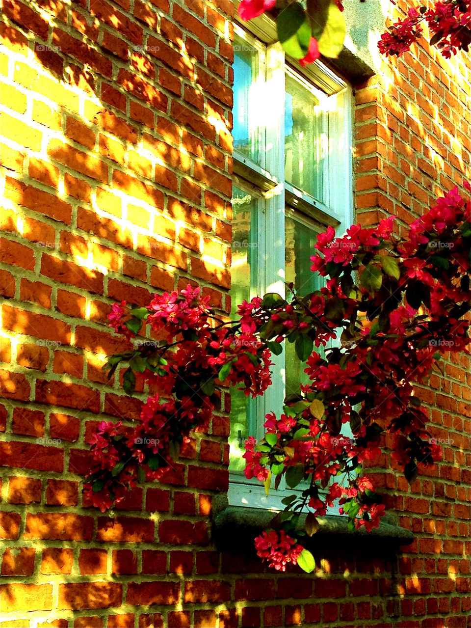 Sunlight on window