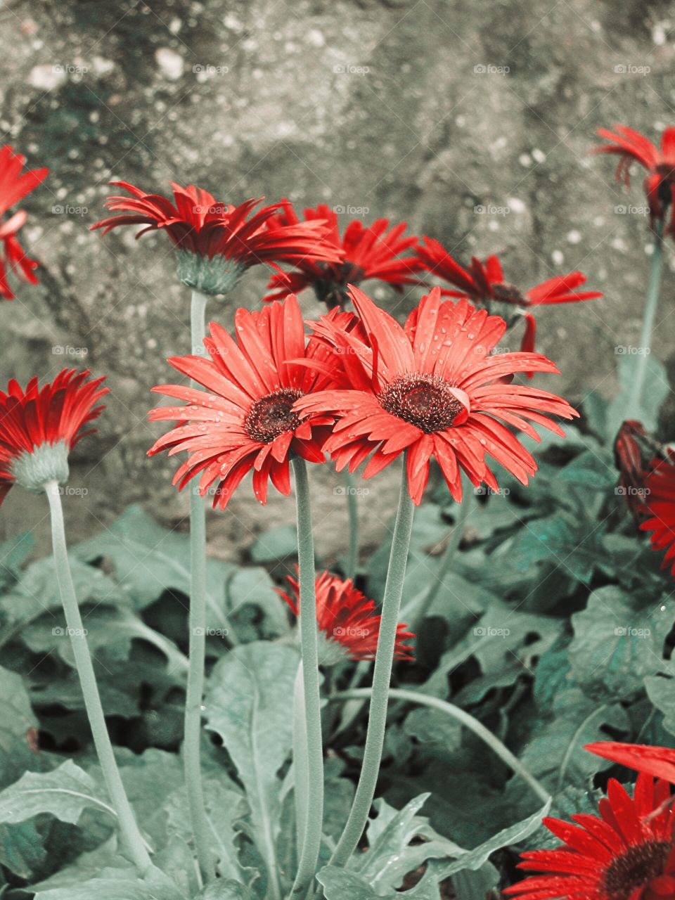 gerbera flower. gerbera flower in garden