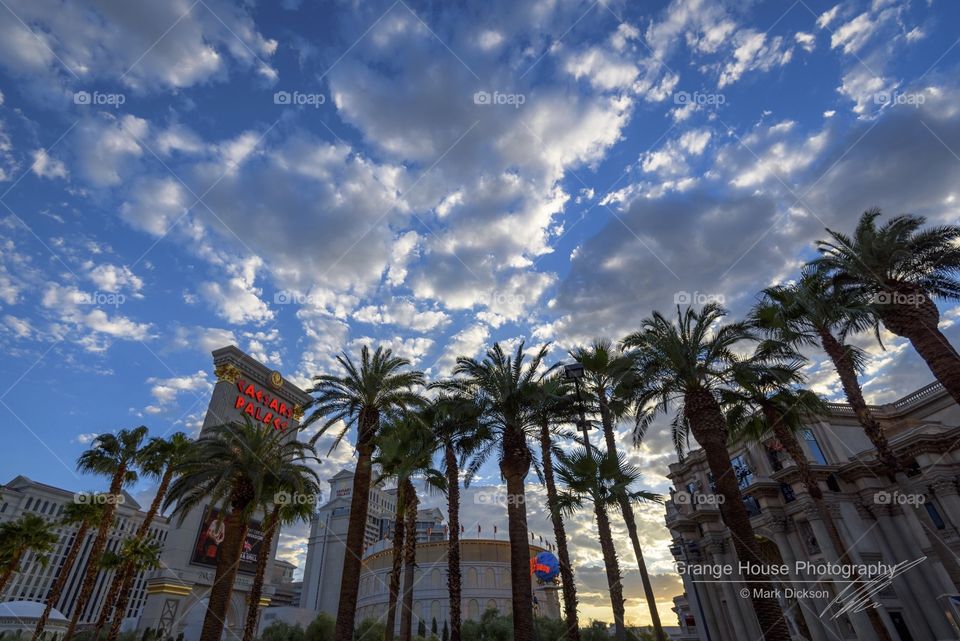 Palm, No Person, Travel, Tropical, Exotic