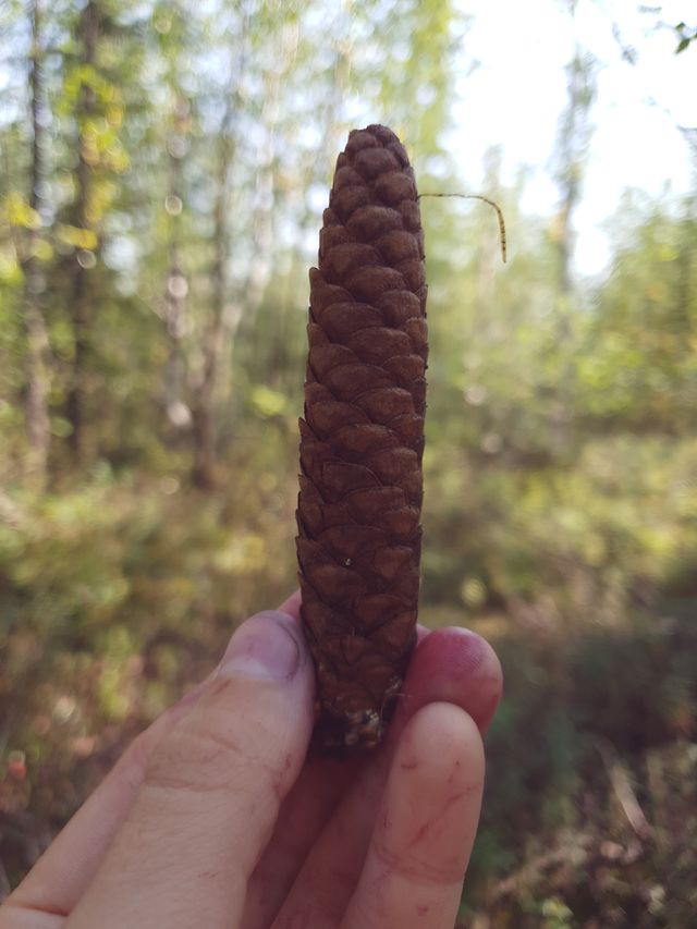 Ямальская шишка