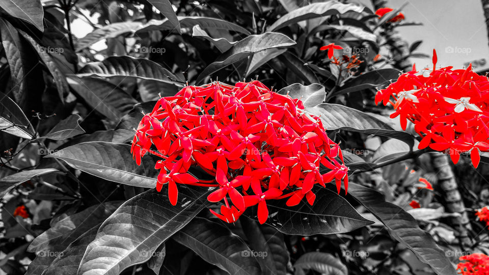 Flores vermelhas com fundo preto e branco.