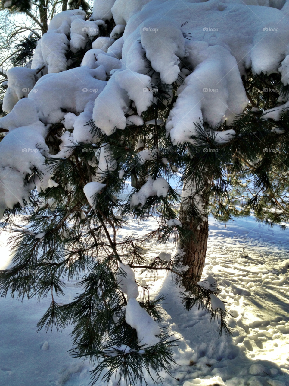 snow winter wood tree by carina71