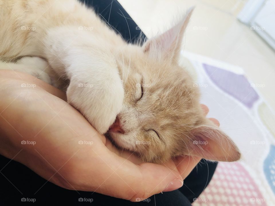 Cat sleeping inside owners hand