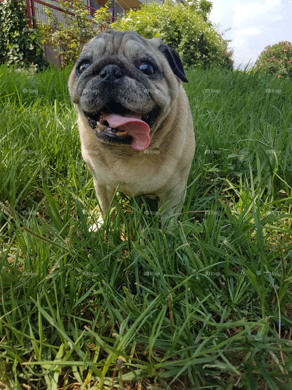 pug