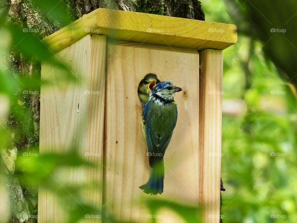 Blue tit and youngster