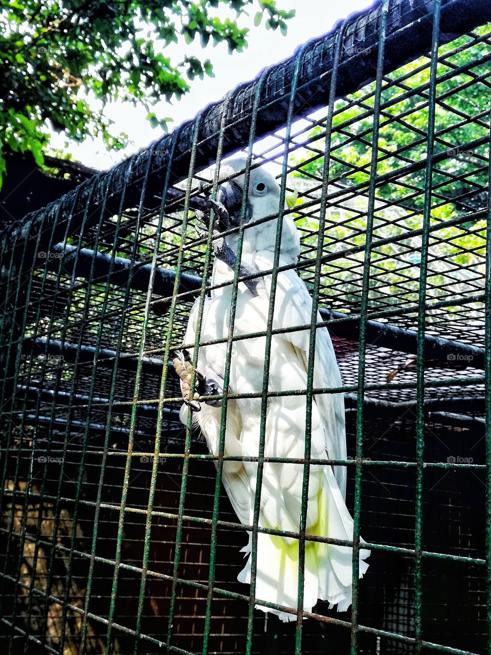 Why do they need to locked up bird in a cage for people to see it? ☹️🙁☹️ Poor beautiful creature. ☹️