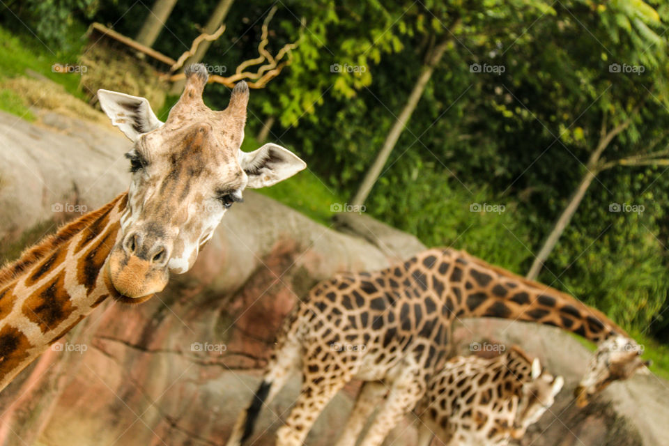 Portrait of a giraffe