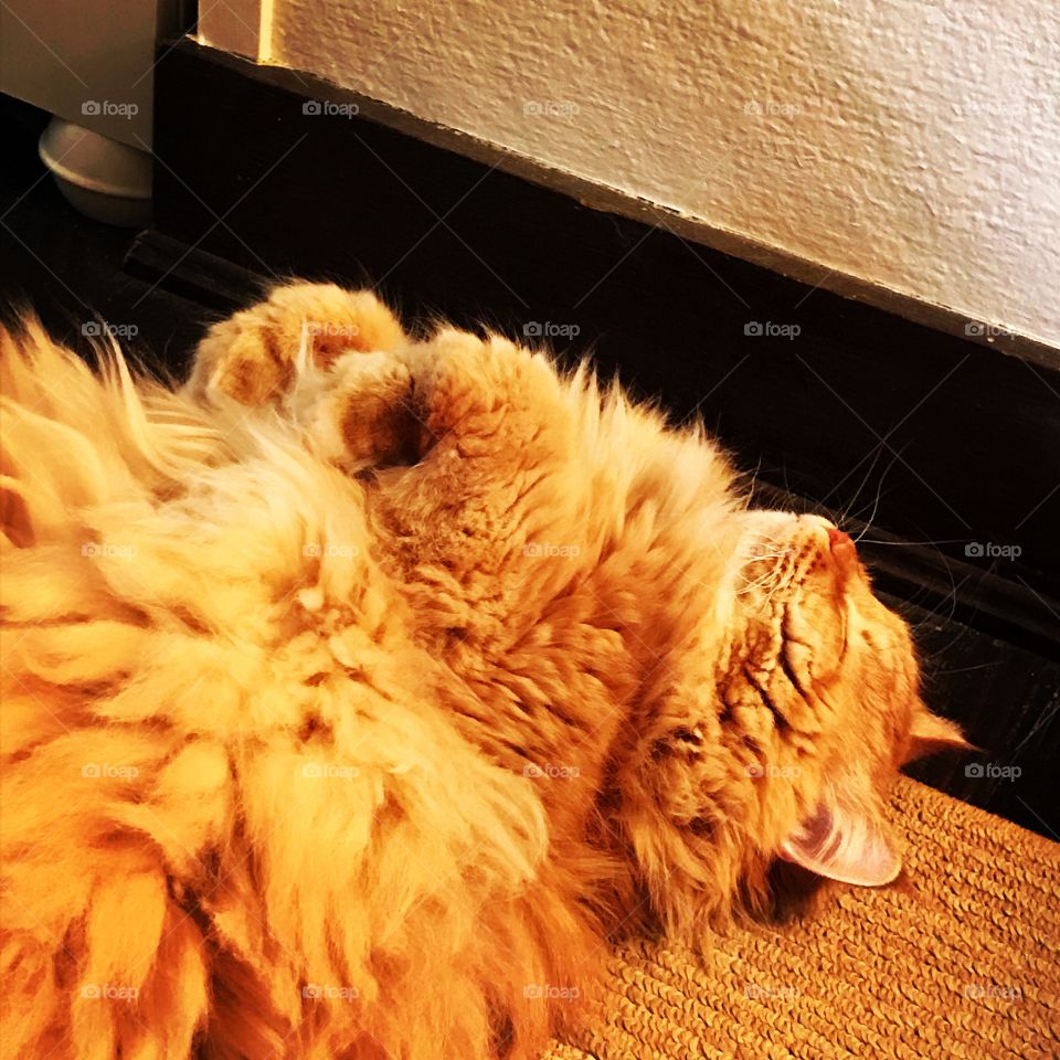 Leo my furry ginger puff cat