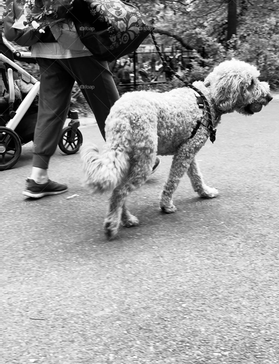 Dog walking with the owner — Best friends in black and white.