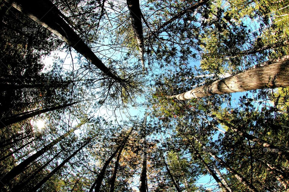 Low angle view of trees in forest