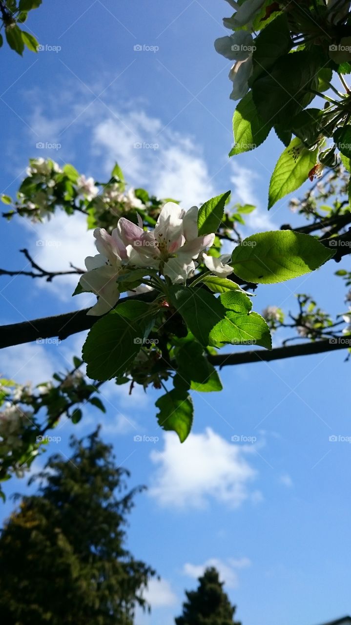 apple tree flower